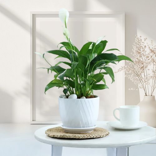 Fresh Peace Lily Plant Gift